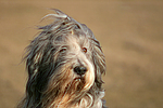 Bearded Collie