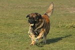 Leonberger