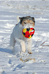 Parson Russell Terrier spielt im Schnee / prt playing in snow