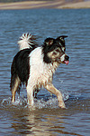 badender Border Collie / bathing Border Collie