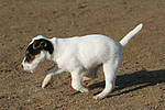 Parson Russell Terrier Welpe / parson russell terrier puppy