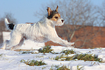 Parson Russell Terrier rennt durch den Schnee / prt running through snow