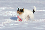 Parson Russell Terrier spielt im Schnee / PRT playing in snow