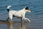 rennender Parson Russell Terrier / running PRT