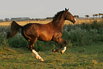 galoppierender Holsteiner / galloping Holsteiner