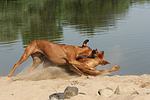 Rhodesian Ridgebacks