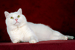 liegender weißer BKH-Mix / lying white domestic cat