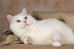 liegender weißer BKH-Mix / lying white domestic cat