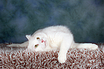 liegender weißer BKH-Mix / lying white domestic cat