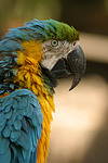 Gelbbrustara / blue and gold macaw