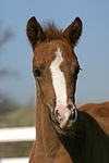 Deutsches Reitpony / pony