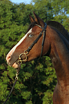 Deutsches Reitpony Portrait / pony portrait