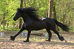 Friese / frisian horse