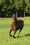 galoppierendes Warmblut / galloping warmblood