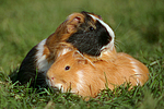 2 Glatthaarmeerschweine / 2 smooth-haired guninea pigs