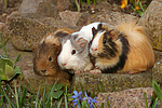 3 Meerschweine / 3 guninea pigs