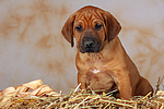 Rhodesian Ridgeback Welpe / rhodesian ridgeback puppy