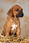 Rhodesian Ridgeback Welpe / rhodesian ridgeback puppy