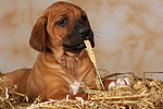 Rhodesian Ridgeback Welpe / rhodesian ridgeback puppy