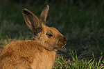 Kaninchen / bunny