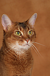 Abessinier / abyssinian cat