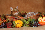 Abessinier / abyssinian cat