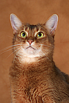 Abessinier / abyssinian cat