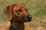 Rhodesian Ridgeback