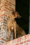 Rhodesian Ridgeback