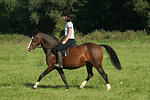 Frau reitet Deutsches Reitpony / woman rides pony