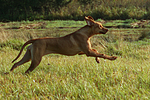 rennender Rhodesian Ridgeback / running Rhodesian Ridgeback