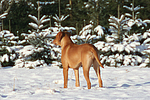 Rhodesian Ridgeback im Schnee / Rhodesian Ridgeback in snow