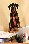 Dobermann / doberman pinscher