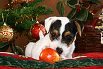 Parson Russell Terrier Welpe zu Weihnachten / PRT puppy at christmas