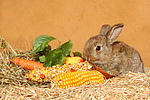 Zwergkaninchen / dwarf rabbit