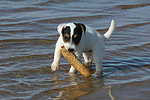 Parson Russell Terrier Welpe / parson russell terrier puppy