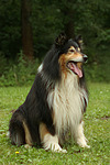 sitzender Langhaarcollie / sitting longhaired collie