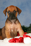 Rhodesian Ridgeback Welpe / rhodesian ridgeback puppy