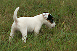 stehender Parson Russell Terrier Welpe / standing PRT puppy