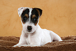 liegender Parson Russell Terrier Welpe / lying PRT puppy