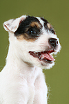 Parson Russell Terrier Welpe Portrait / PRT puppy portrait