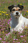 liegender Parson Russell Terrier / lying PRT