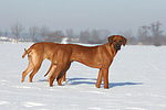 2 Rhodesian Ridgebacks im Schnee / 2 Rhodesian Ridgebacks in snow