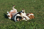 Jack Russell Terrier