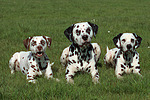 Dalmatiner / dalmatian