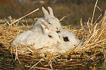 Zwergkaninchen / dwarf rabbits