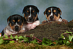 Jack Russell Terrier Welpen / jack russell terrier puppies