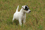 stehender Parson Russell Terrier Welpe / standing PRT puppy