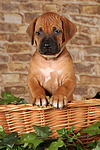 Rhodesian Ridgeback Welpe / rhodesian ridgeback puppy