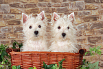 West Highland White Terrier Welpen / West Highland White Terrier Puppies